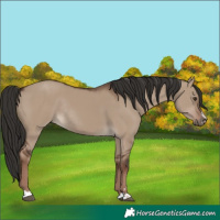 Horse Color:Liver Red Dun Rabicano