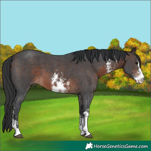 Horse Color:Bay Sabino 