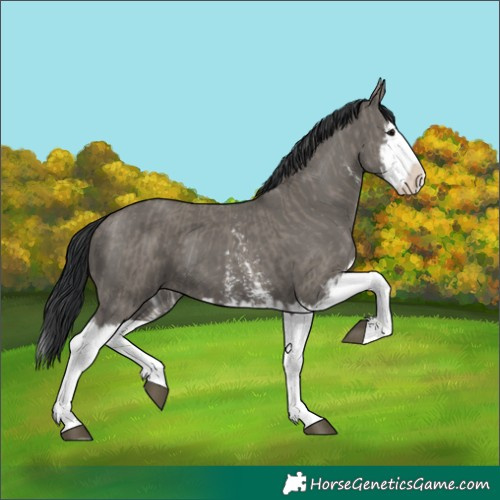 Horse Color:Grullo Sabino Splash  and Grullo Sabino Splash 