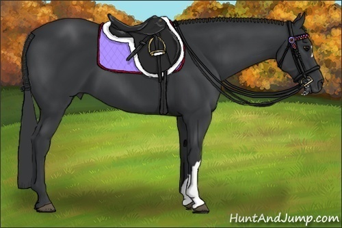 Horse Color:Black 