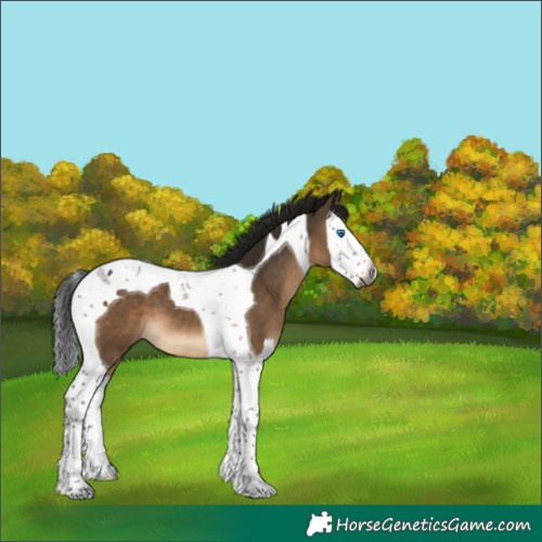 Horse Color:Gray Brown Dun Splash Tobiano 