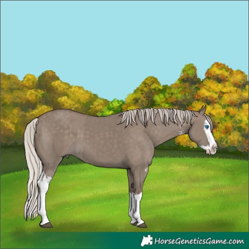 Horse Color:Silver Grullo Sabino Splash and Silver Grullo Sabino Splash