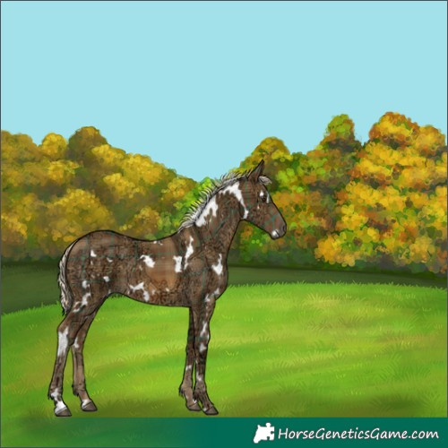 Horse Color:Plaid  White Spotted Chocolate Palomino Ice 
