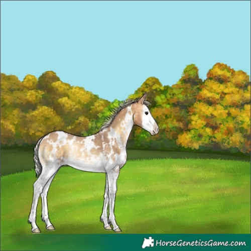 Horse Color:White Spotted Silver Buckskin Onyx Sabino Splash Rabicano 