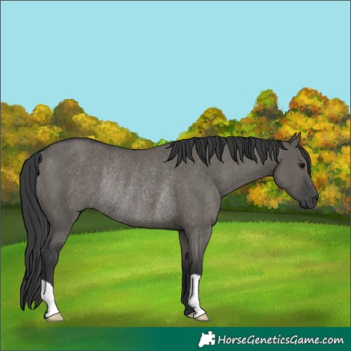 Horse Color:Grullo Rabicano 