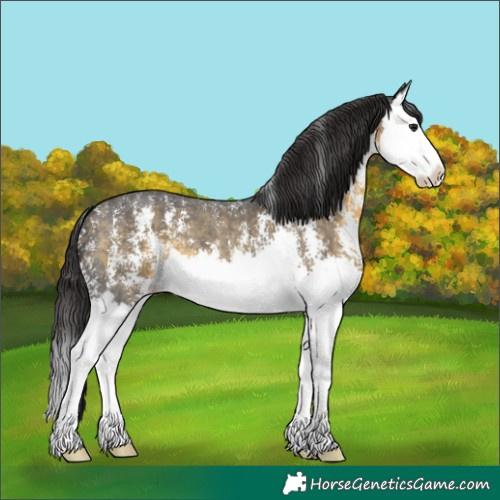 Horse Color:Buckskin Sabino Splash 