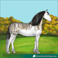 Horse Color:Buckskin Sabino Splash