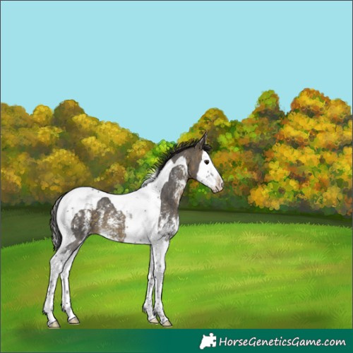 Horse Color:Buckskin Sabino Splash Tobiano Appaloosa 
