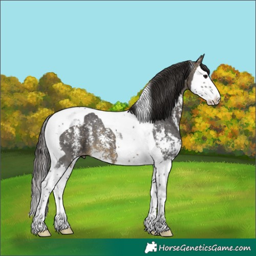 Horse Color:Buckskin Sabino Splash Tobiano Varnish 