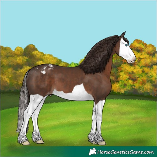 Horse Color:Liver Chestnut Splash Appaloosa 