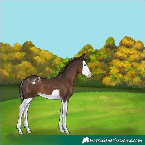 Horse Color:Liver Chestnut Splash Appaloosa 