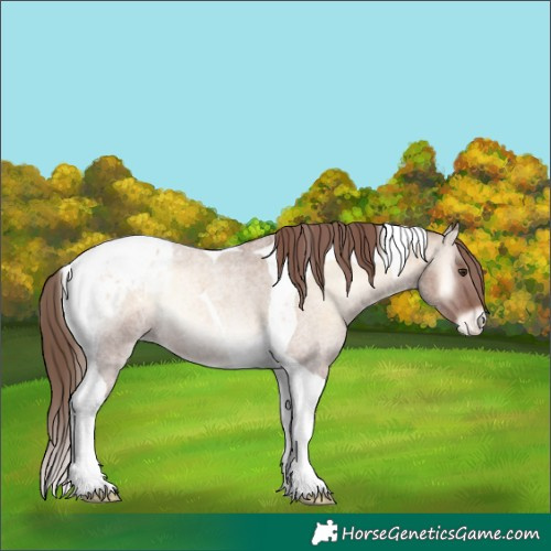 Horse Color:Red Dun Roan Onyx Tobiano Blanket Rabicano 
