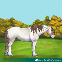 Horse Color:Red Dun Roan Onyx Tobiano Appaloosa Rabicano 