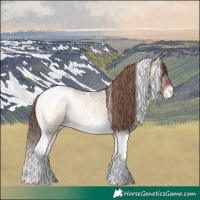 Horse Color:Red Dun Roan Onyx Tobiano Blanket Rabicano