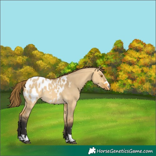 Horse Color:Buckskin Dun Appaloosa Rabicano 