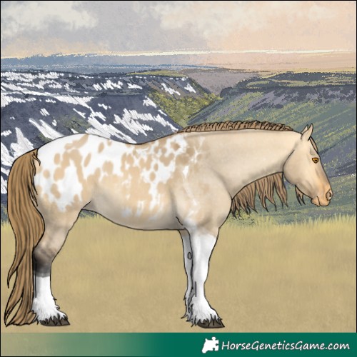 Horse Color:Buckskin Dun Tobiano Appaloosa Rabicano 