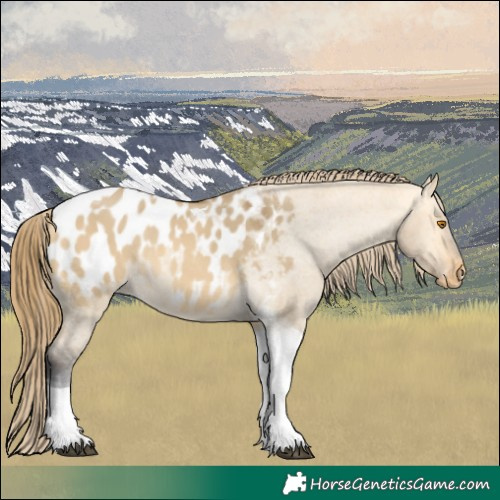 Horse Color:Buckskin Dun Tobiano Blanket Rabicano 
