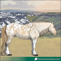 Horse Color:Buckskin Dun Tobiano Blanket Rabicano