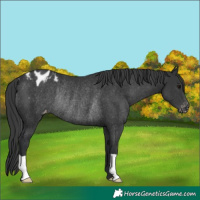 Horse Color:Black Varnish Rabicano