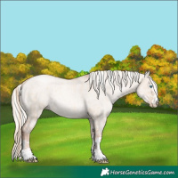 Horse Color:Gold Champagne Pearl Dun Rabicano  and Gold Champagne Pearl Dun Mushroom Rabicano 