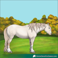 Horse Color:Gold Champagne Pearl Dun Rabicano and Gold Champagne Pearl Dun Rabicano