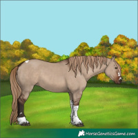 Horse Color:Liver Red Dun Tobiano