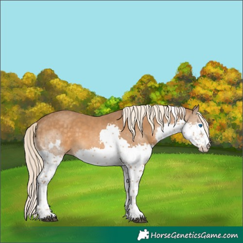 Horse Color:Chocolate Palomino Splash Tobiano Appaloosa and Chocolate Palomino Splash Tobiano