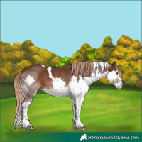 Horse Color:Liver Chestnut Splash Tobiano