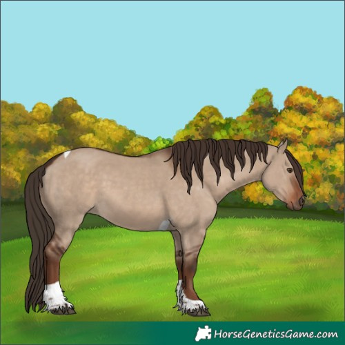 Horse Color:Liver Red Dun Tobiano Rabicano 