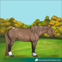 Horse Color:Liver Red Dun Tobiano Rabicano