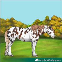 Horse Color:Liver Chestnut Splash Tobiano Appaloosa
