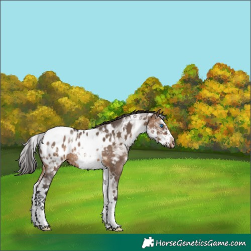 Horse Color:White Spotted Brown Dun Splash Frame Appaloosa Rabicano 