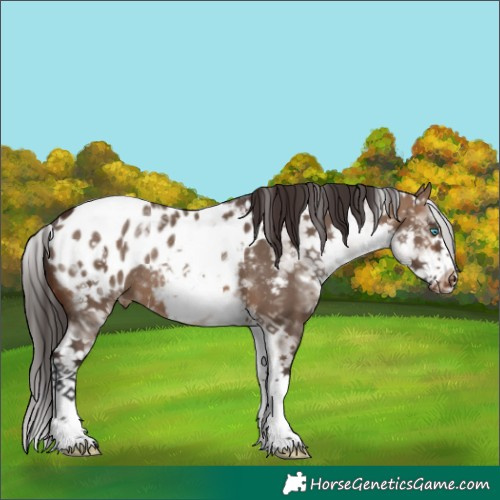 Horse Color:White Spotted Brown Dun Splash Frame Blanket Rabicano 