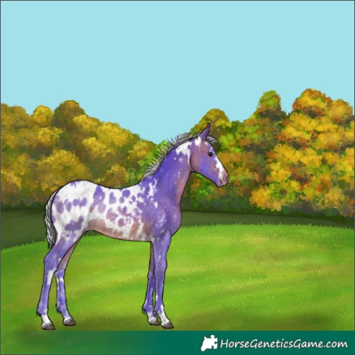 Horse Color:Watercolor White Spotted Silver Brown Appaloosa