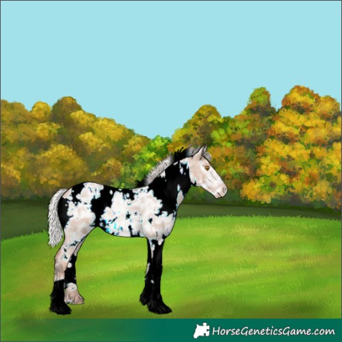 Horse Color:White Spotted Silver Classic Champagne Ice Roan 