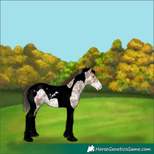 Horse Color:Classic Champagne Ice Tobiano 