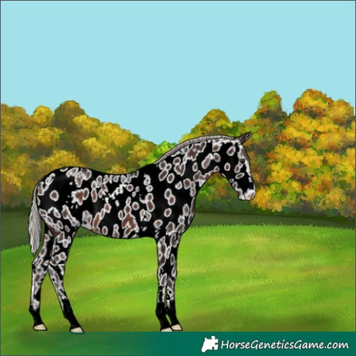 Horse Color:White Spotted Silver Brown Near Leopard 