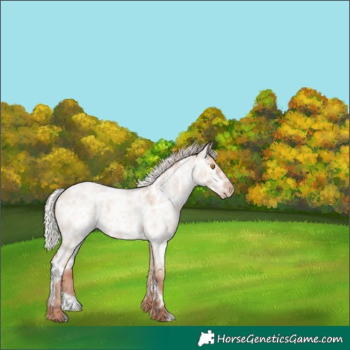 Horse Color:White Spotted Silver Classic Champagne Ice Roan Dun 