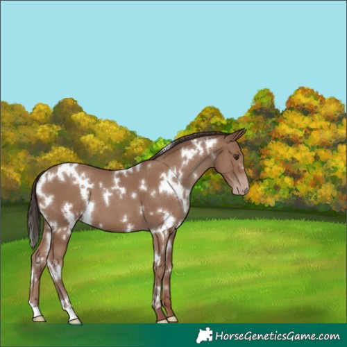 Horse Color:White Spotted Classic Champagne 
