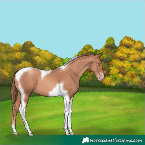 Horse Color:Gold Champagne Tobiano 
