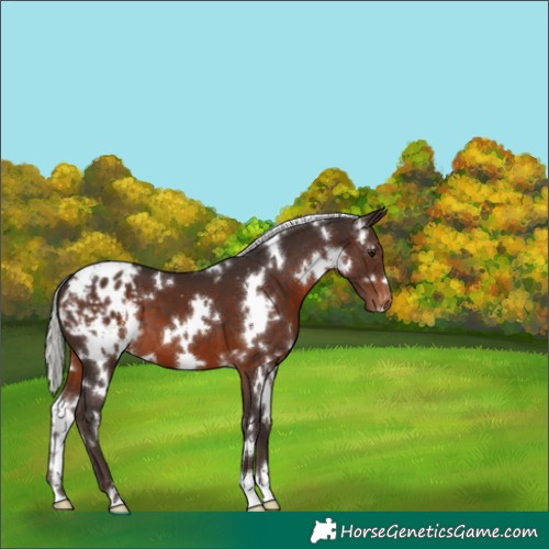 Horse Color:White Spotted Silver Brown Appaloosa 