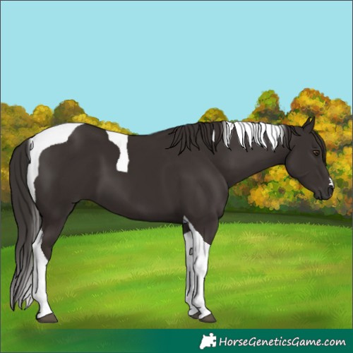 Horse Color:Liver Chestnut Tobiano 