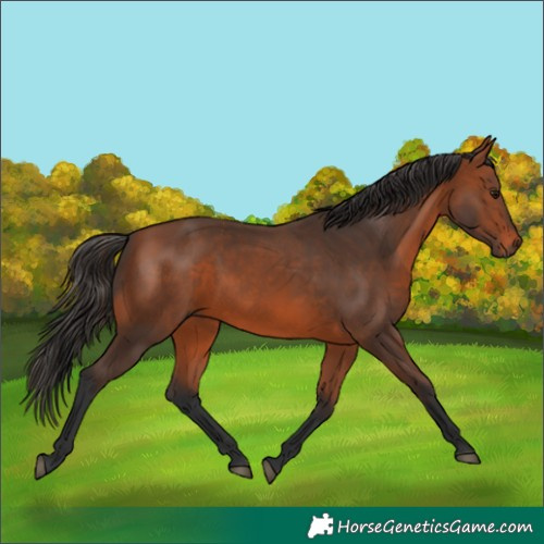 Horse Color:Bay 