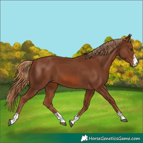 Horse Color:Chestnut 