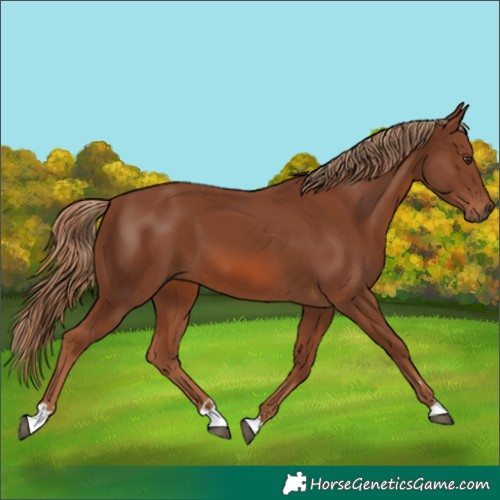 Horse Color:Chestnut 