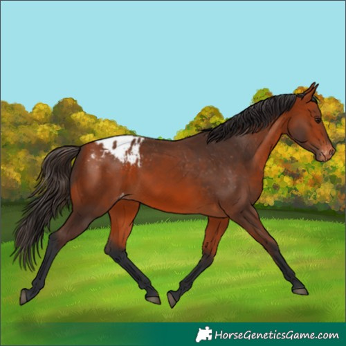 Horse Color:Bay Blanket 