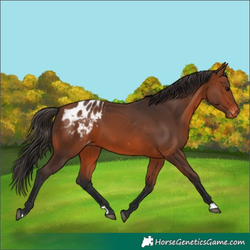 Horse Color:Bay Blanket 