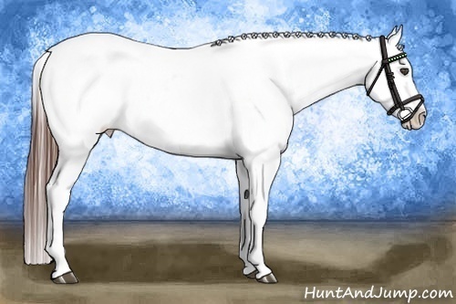 Horse Color:Bay Tobiano Snowcap