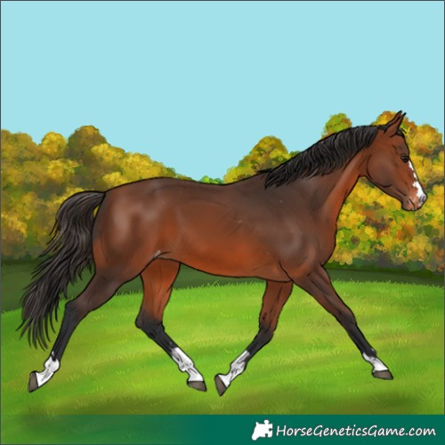 Horse Color:Bay Varnish 