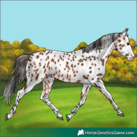 Horse Color:Bay Leopard 